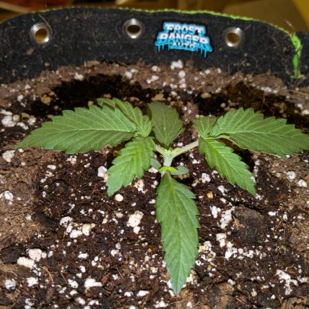 Frostbanger Auto by Fast Buds