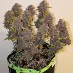 Frostbanger Auto by Fast Buds