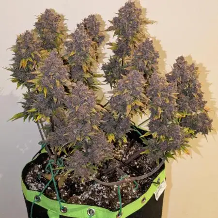 Frostbanger Auto by Fast Buds