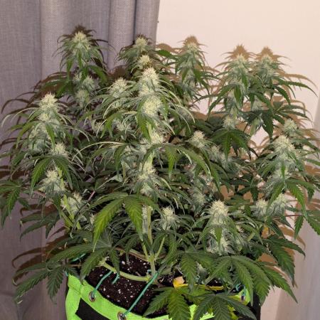 Purple Haze Auto by Fast Buds