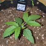 Z-Up Auto by Fast Buds