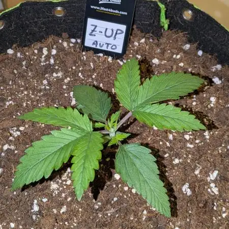 Z-Up Auto by Fast Buds