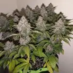 Frostbanger Auto by Fast Buds
