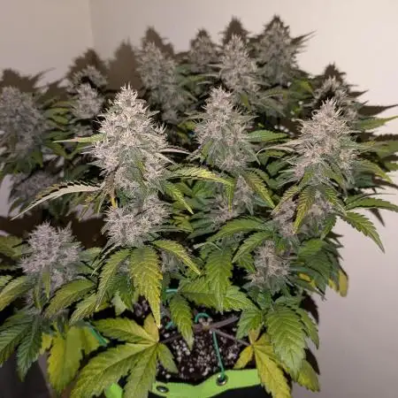 Frostbanger Auto by Fast Buds