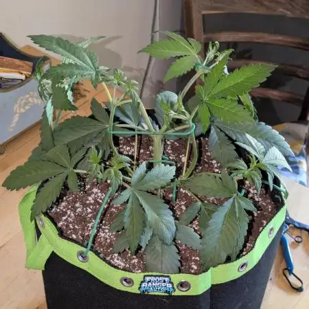 Frostbanger Auto by Fast Buds