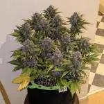 Frostbanger Auto by Fast Buds