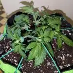 Apricot Auto by Fast Buds