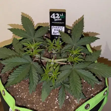 Purple Haze Auto by Fast Buds
