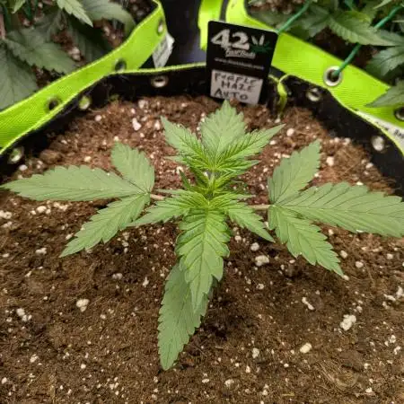 Purple Haze Auto by Fast Buds