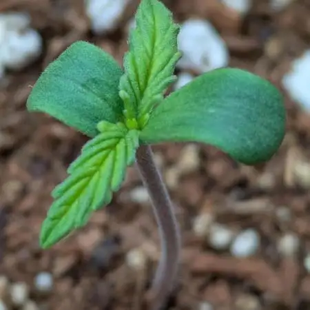 Afghan Kush Auto by Fast Buds