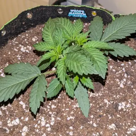 Frostbanger Auto by Fast Buds