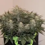 Z-Up Auto by Fast Buds