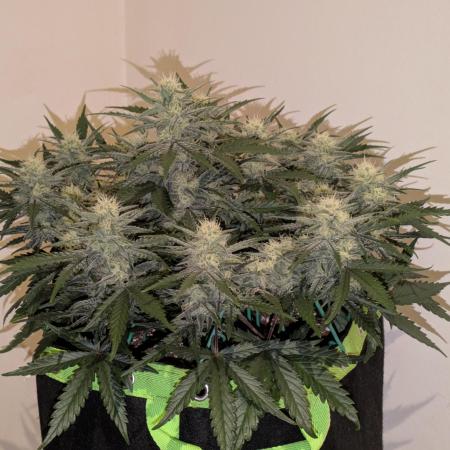 Z-Up Auto by Fast Buds