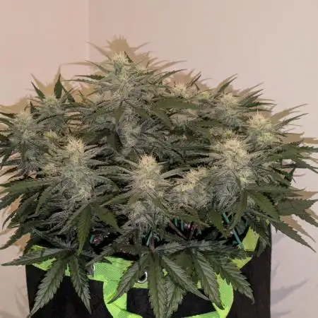 Z-Up Auto by Fast Buds