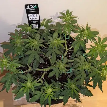 Purple Haze Auto by Fast Buds