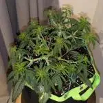 Afghan Kush Auto by Fast Buds