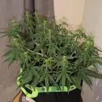 Afghan Kush Auto by Fast Buds