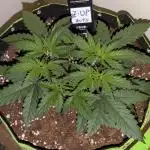 Z-Up Auto by Fast Buds