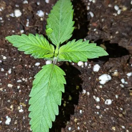 Purple Haze Auto by Fast Buds