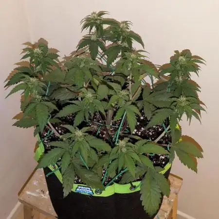 Frostbanger Auto by Fast Buds