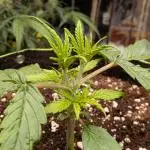 Afghan Kush Auto by Fast Buds
