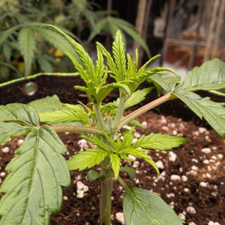 Afghan Kush Auto by Fast Buds