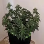 Purple Haze Auto by Fast Buds