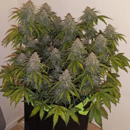 Purple Haze Auto by Fast Buds