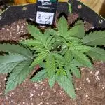 Z-Up Auto by Fast Buds