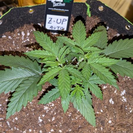 Z-Up Auto by Fast Buds