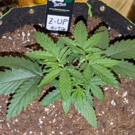 Z-Up Auto by Fast Buds