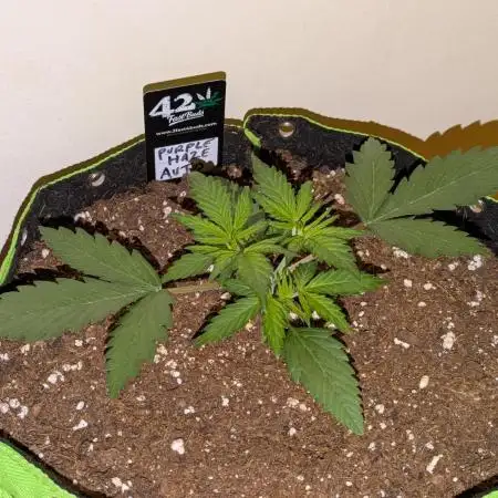 Purple Haze Auto by Fast Buds