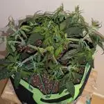 Afghan Kush Auto by Fast Buds