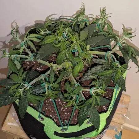 Afghan Kush Auto by Fast Buds