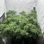 Big Bud & Jack Herer 2025