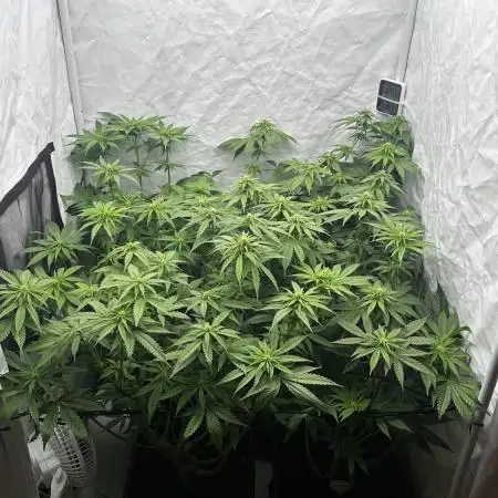 Big Bud & Jack Herer 2025