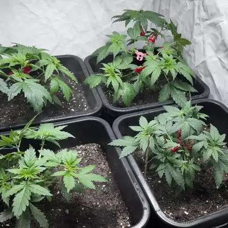 Big Bud & Jack Herer 2025