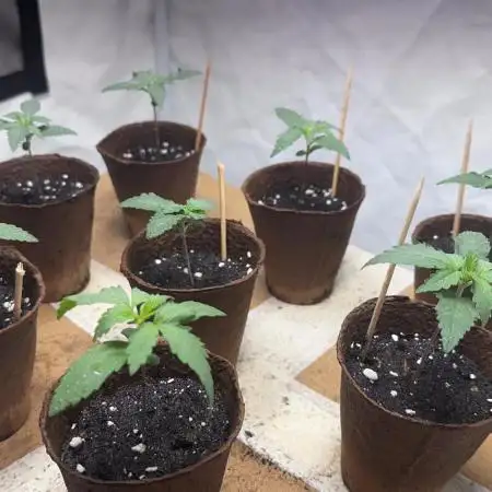 Big Bud & Jack Herer 2025