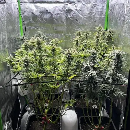 Big Bud & Jack Herer 2025