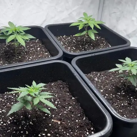 Big Bud & Jack Herer 2025