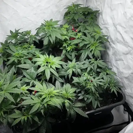 Big Bud & Jack Herer 2025