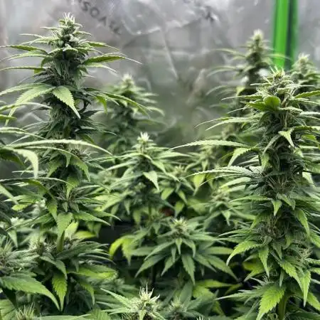 Big Bud & Jack Herer 2025