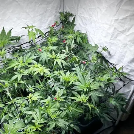 Big Bud & Jack Herer 2025