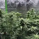 Big Bud & Jack Herer 2025