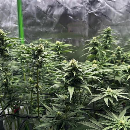 Big Bud & Jack Herer 2025