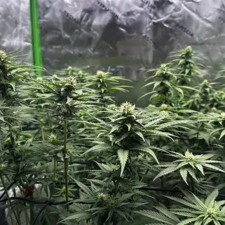 Big Bud & Jack Herer 2025