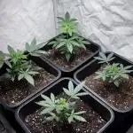 Big Bud & Jack Herer 2025