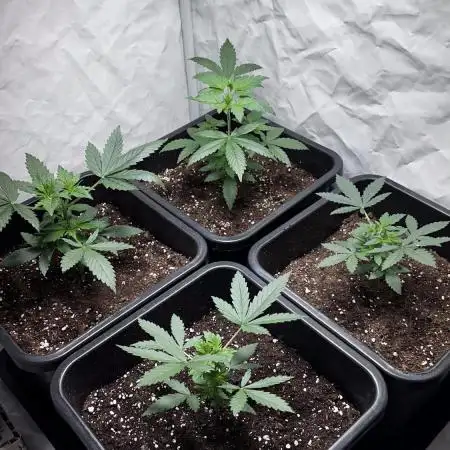 Big Bud & Jack Herer 2025