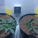 The banana 🍌 strawberry 🍓 grow off