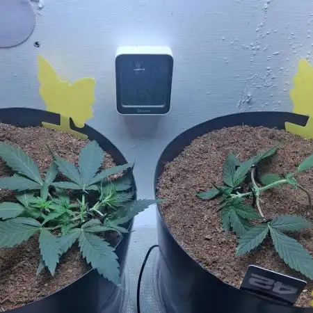 The banana 🍌 strawberry 🍓 grow off